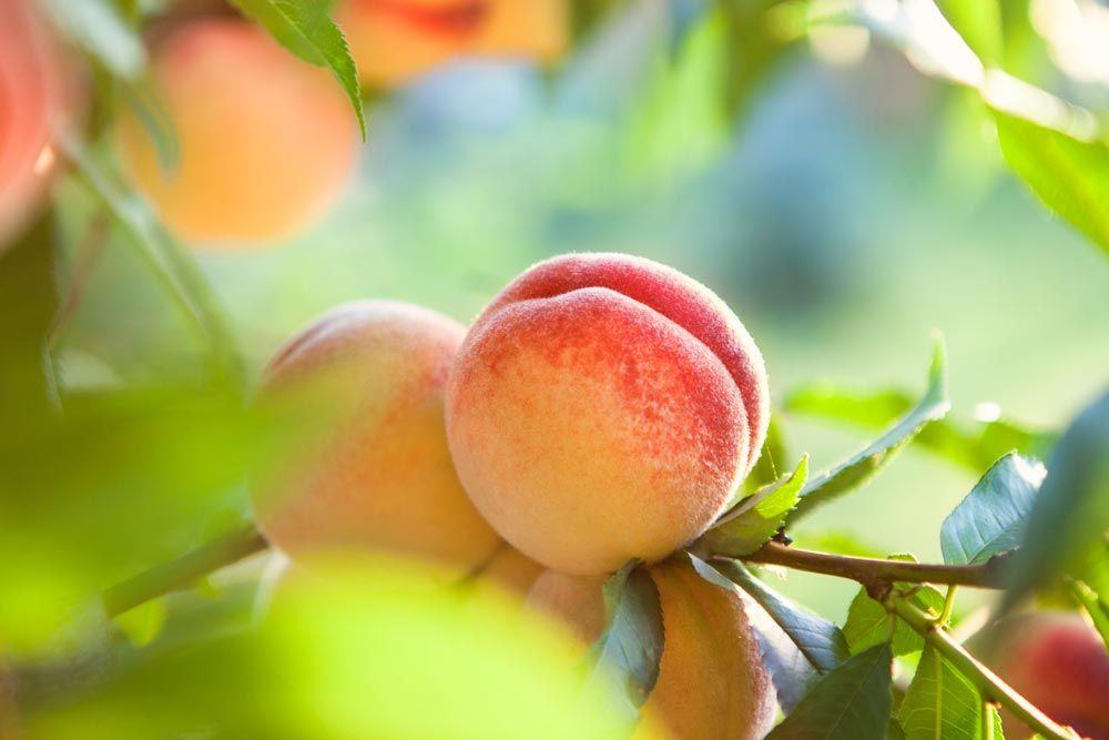 Pfirsich Armona FTNJ