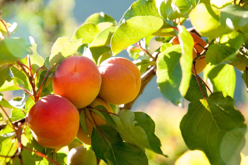 Aprikosen Aroma Aprikosen Aroma