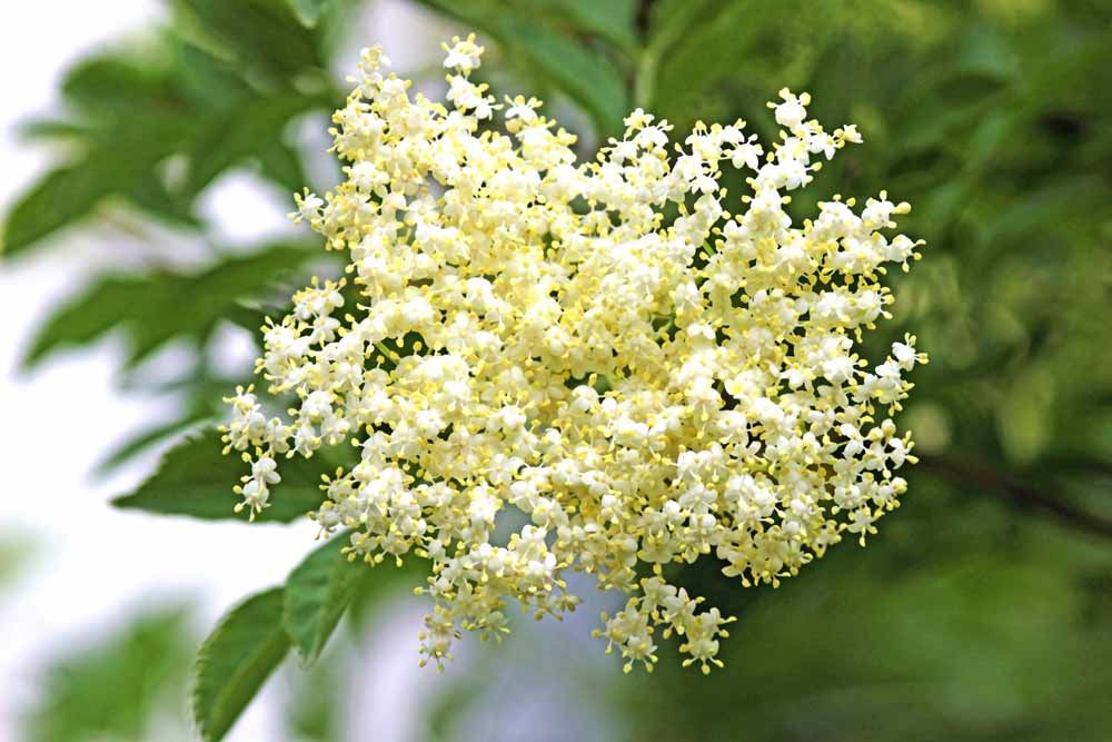 Holunderblüten Aroma Holunderblüten Aroma