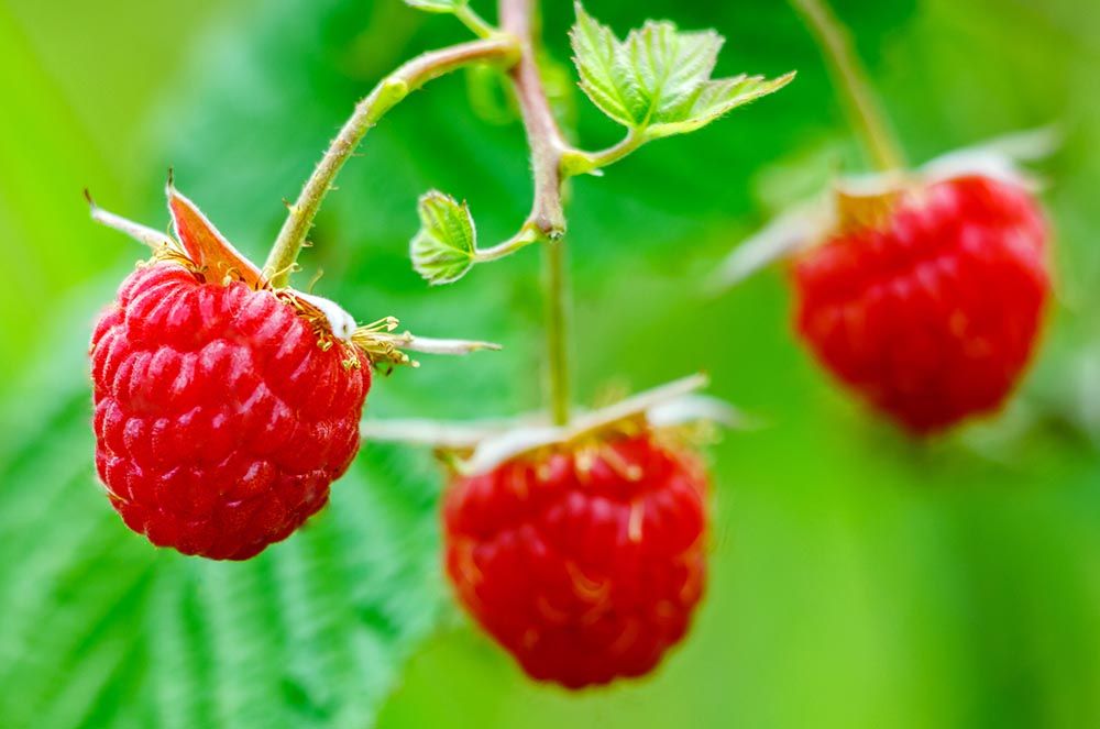 Evospray™ Himbeer Aroma Evospray™ Himbeer Aroma