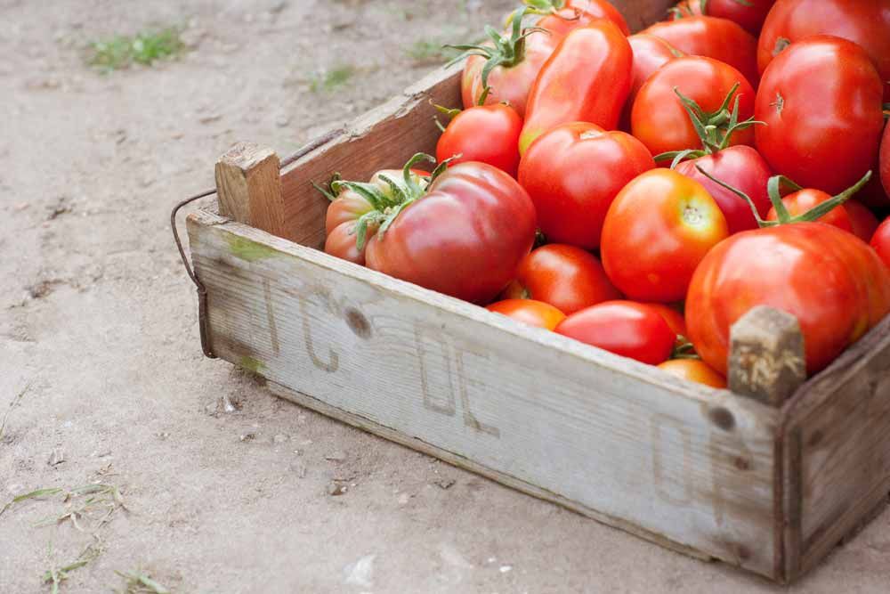 Tomaten Aroma Tomaten Aroma