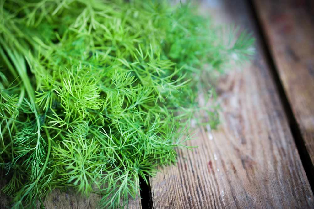 Dill Aroma