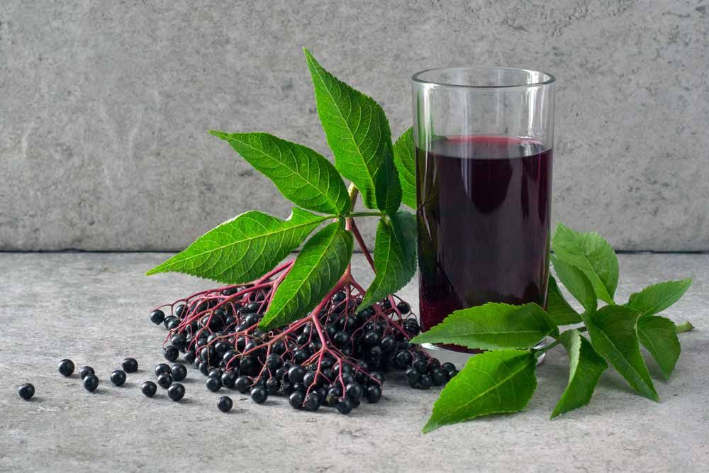 Holunderblüten Extrakt Holunderblüten Extrakt