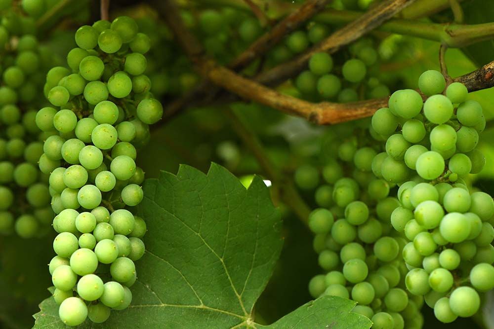 Trauben Aroma Typ Muskateller Trauben Aroma Typ Muskateller